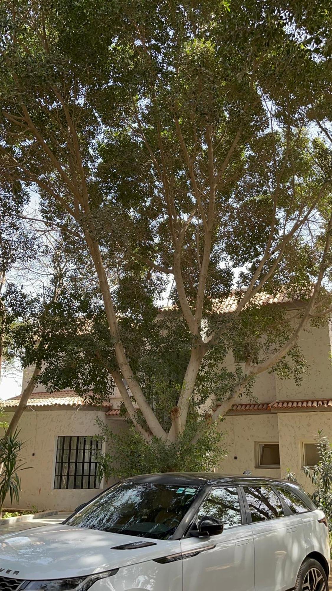 Villa By The Pyramids القاهرة المظهر الخارجي الصورة